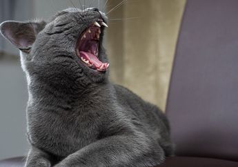 Kenapa Kucing Mengeong, Mendesis, dan Menggeram?