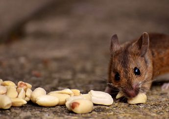 Fakta Unik Tikus yang Giginya Lebih Keras dari Besi