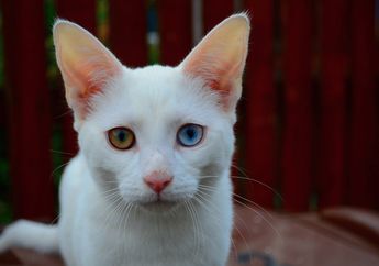 Heterochromia, Kelainan yang Membuat Warna Mata Berbeda Sebelah