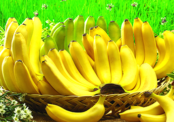 6 Fakta Pisang yang Luar Biasa. Ternyata Budidaya Pisang Lebih Dulu dari Padi!