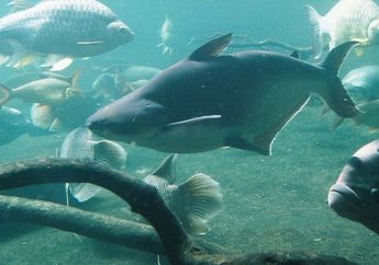 Mengenal Ikan Patin, Kerabat Lele yang Juga Punya Kumis