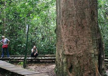 Yuk, Kenali Iron Wood si Pohon Ulin!