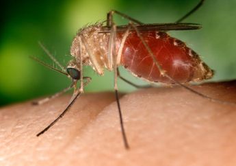 Radang Otak Japanese Enchephalitis, Penyakit Berbahaya yang Bisa Menyerang Anak-anak dan Orang Dewasa