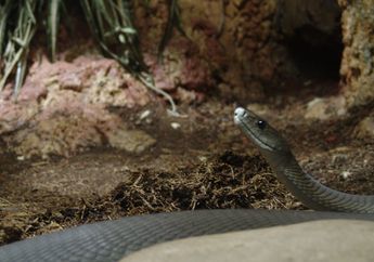 Black Mamba dan Manusia, Siapa yang Bisa Bergerak Lebih Cepat?