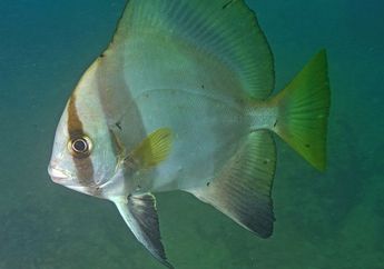 Ikan Platax Batavianus, Waktu Kecil Mirip Zebra Sudah Besar Mirip Bawal