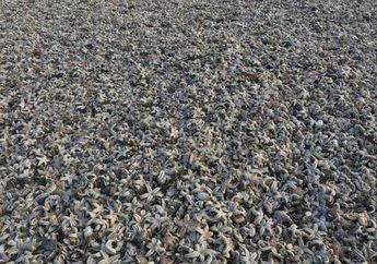 Wah, Ribuan Bintang Laut Terdampar di Pantai Inggris! Apa Penyebabnya?