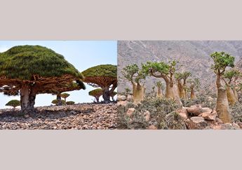 Mengapa Socotra Dijuluki Pulau Alien?