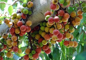 Bukan Pisang, Buah Inilah yang Sering Dimakan Orangutan Tapanuli