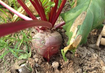 Berbeda dari Jenis Umbi Kebanyakan, Umbi Ini Bisa Dijadikan Pewarna Makanan