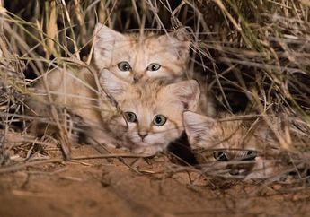 Inilah Fenomena Langka yang Pernah Terjadi di Gurun Sahara, Salah Satunya Penemuan Kucing yang Menggemaskan
