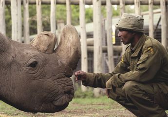 Sudan, Badak Putih Afrika Jantan yang Terakhir Telah Tutup Usia