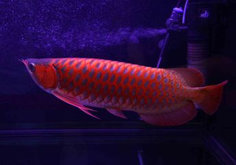 Ikan Arwana, Ikan Mahal yang Terancam Kepunahan!