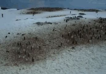 Unik, Penguin di Kutub Selatan Mencairkan Salju dengan Kotorannya!