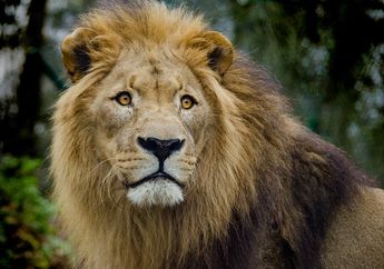 7 Fakta Singa, Hewan yang Aumannya Bisa Terdengar dari Jarak 8 Kilometer