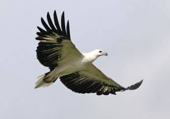 Burung ini Dijuluki Sebagai Mesin Terbang, Kenapa Begitu?