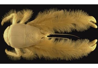 Kepiting Yeti, Hewan yang Bisa Hidup di Perairan Panas dan Perairan Beku