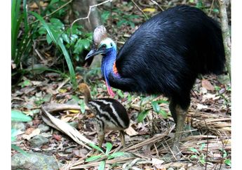 Inilah 5 Burung Paling Berbahaya bagi Manusia