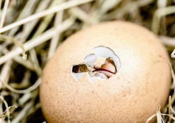 Bagaimana Cara Anak Ayam Keluar dari Cangkang Telur yang Keras dan Sulit Dipecahkan?