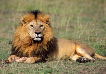 Mengapa Singa Hanya Ada di Afrika?