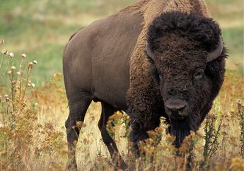 Sempat Hampir Punah, Bison Amerika Ini Punya Keunikan yang Tak Disangka