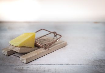 4 Makanan ini Ampuh Dijadikan sebagai Umpan Perangkap Tikus, Ada Makanan Apa Saja, ya?