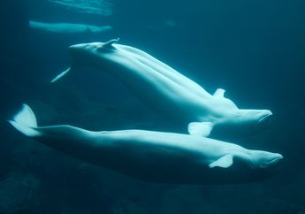 Menakjubkan! Paus Beluga Juga Bisa Menjaga Tradisi Leluhur