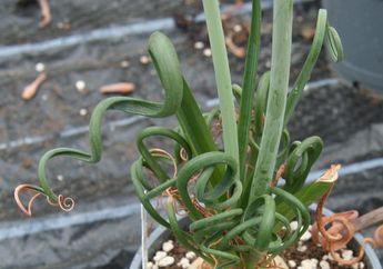 Uniknya Albuca Spiralis, Daunnya Spiral dan Dapat Mengeluarkan Aroma yang Menenangkan