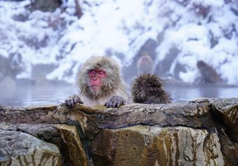 Uniknya Monyet Jepang yang Suka Berendam di Air Panas