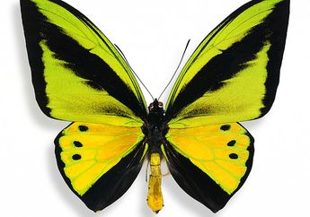 Mengenal Goliath Birdwing, Kupu-Kupu Terbesar Kedua di Dunia yang Ada di Indonesia