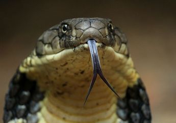 Fakta Unik Ular King Cobra dan Perbedaannya dengan Ular Kobra