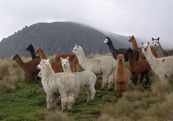 Alpaca, Unta Kecil Bersenjata Ludah
