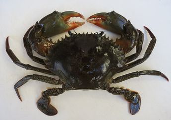 Kepiting Bakau yang Membantu Menjaga Ekosistem