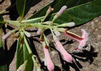 Kina Si 'Putri Raja', Tanaman Herbal dengan Banyak Manfaat