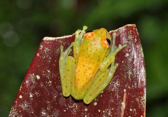 Katak Hijau Glow in The Dark