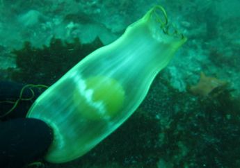 Ternyata, Bentuk Telur Hiu Berbeda-beda! Ada yang Seperti Kumbang dan Rumput Laut