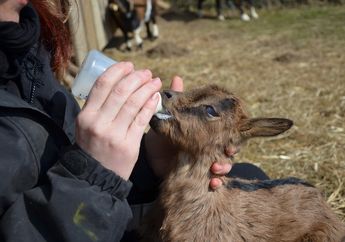 Ternyata Susu Kambing Lebih Baik daripada Susu Sapi, Inilah 10 Manfaatnya bagi Tubuh
