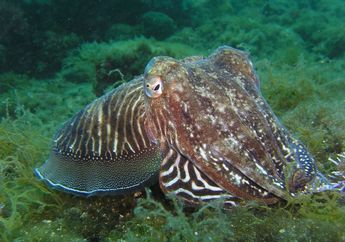 Sotong, Hewan Mirip Cumi-Cumi yang Pandai Menyamar