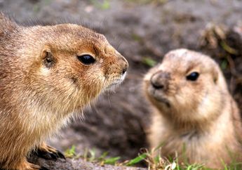 Prairie Dog, Sejenis Tupai Tanah yang Bisa Menggonggong
