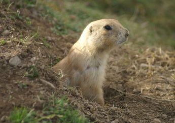 Yuk, Cari Tahu Fakta Menarik Prairie Dog yang Peduli Terhadap Sesama!