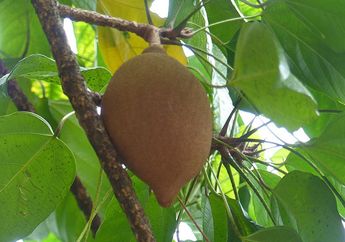 Mengenal Buah Kepayang yang Bikin Orang Mabuk Kepayang