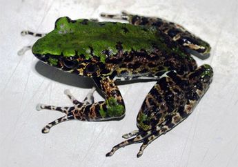 Katak Warna-Warni dari Vietnam