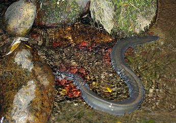 European Eel, Belut yang Suka Bermigrasi dan Dapat Hidup Selama 85 Tahun