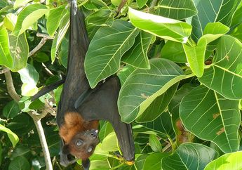 Kalong Kapauk, Kelelawar Berbadan Besar yang Menjadi Penyebar Biji Buah-buahan