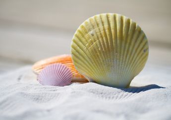 Begini Cara Hidup Kerang di Laut, Mulai dari Cara Berjalan Sampai Makan
