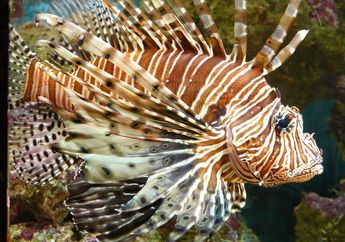 Ikan Lepu, Si Cantik yang Berbahaya dan Mematikan