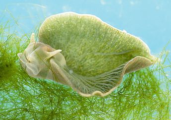 Unik, Siput Laut Ini Memiliki Klorofil untuk Berfotosintesis
