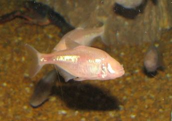 Apakah Ikan Butuh Minum di Air Seperti Kita?