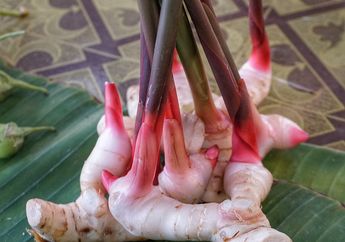 Selain Jadi Bumbu Masakan, Inilah Manfaat Lain Lengkuas