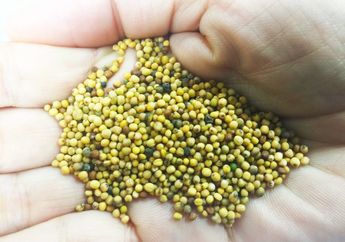 Selain Dijadikan Penyedap, Biji Mustard Dijadikan Bahan Bakar Pesawat yang Ramah Lingkungan