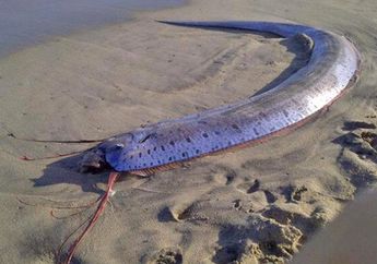 4 Fakta Oarfish, Monster Laut yang Bisa Mendeteksi Gempa